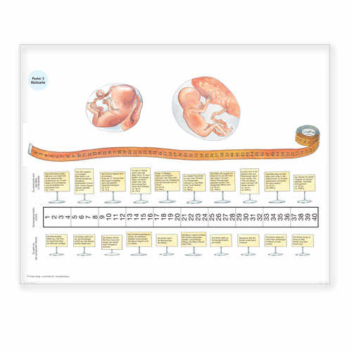 Sexualerziehung – Unterrichtsprojekt fuer die Grundschule | Poster Rueckseite Entwicklung Embryo | 3160