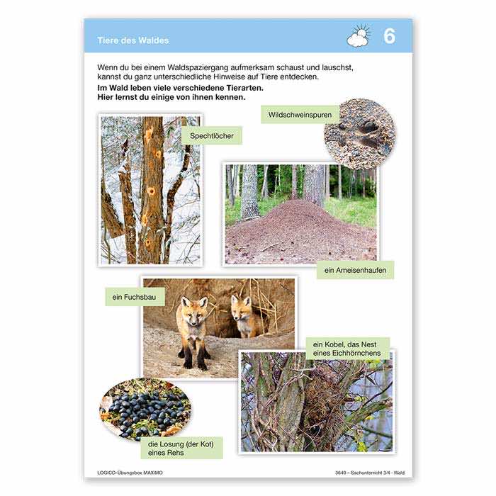 Sachunterricht 3 und 4 | LOGICO-Uebungsbox PICCOLO | Klappkarte Vorderseite Tiere des Waldes | 3640